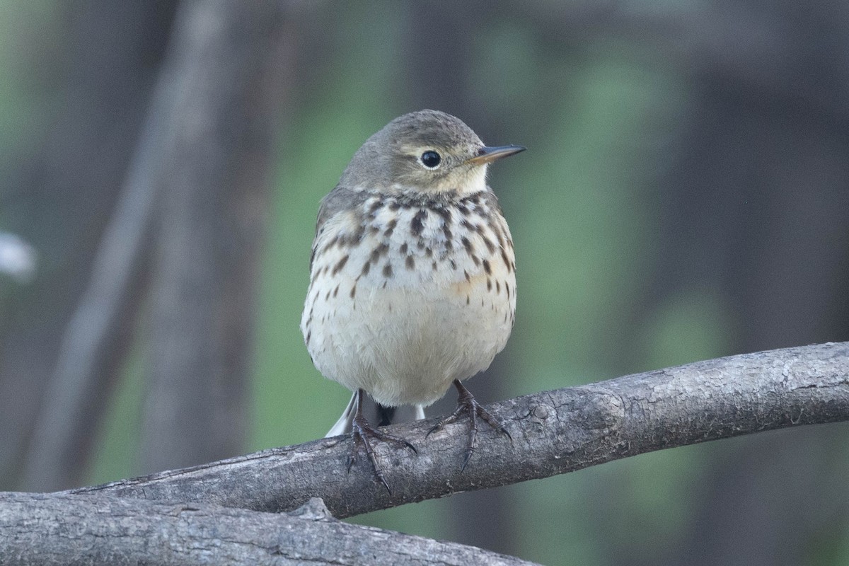 Amerikapieper - ML646540393