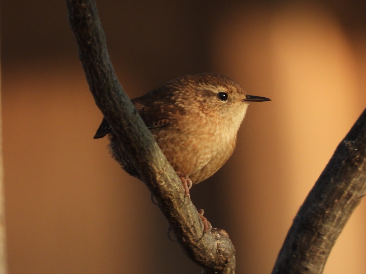 Winter Wren - ML646540394