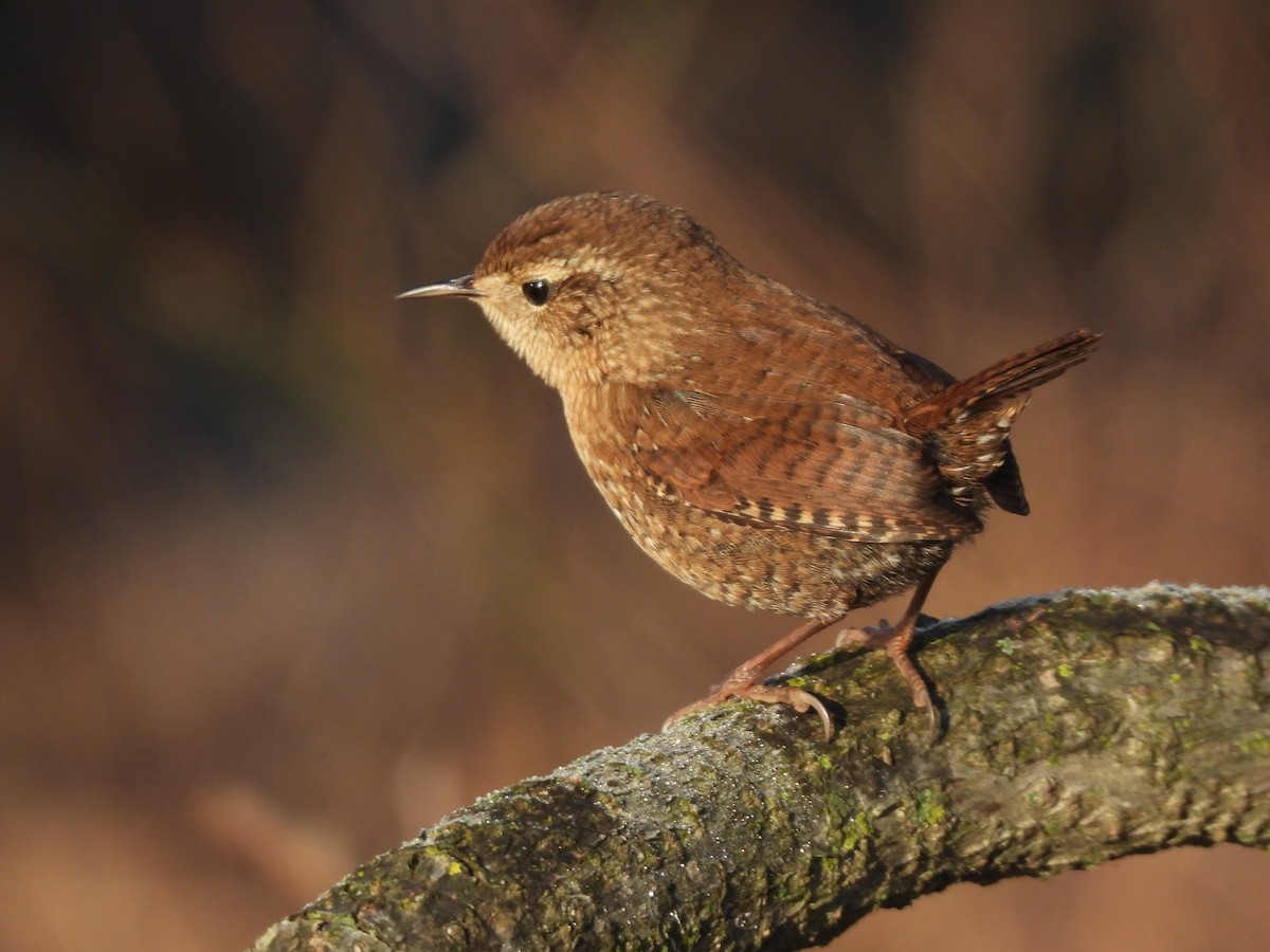 Winter Wren - ML646540395