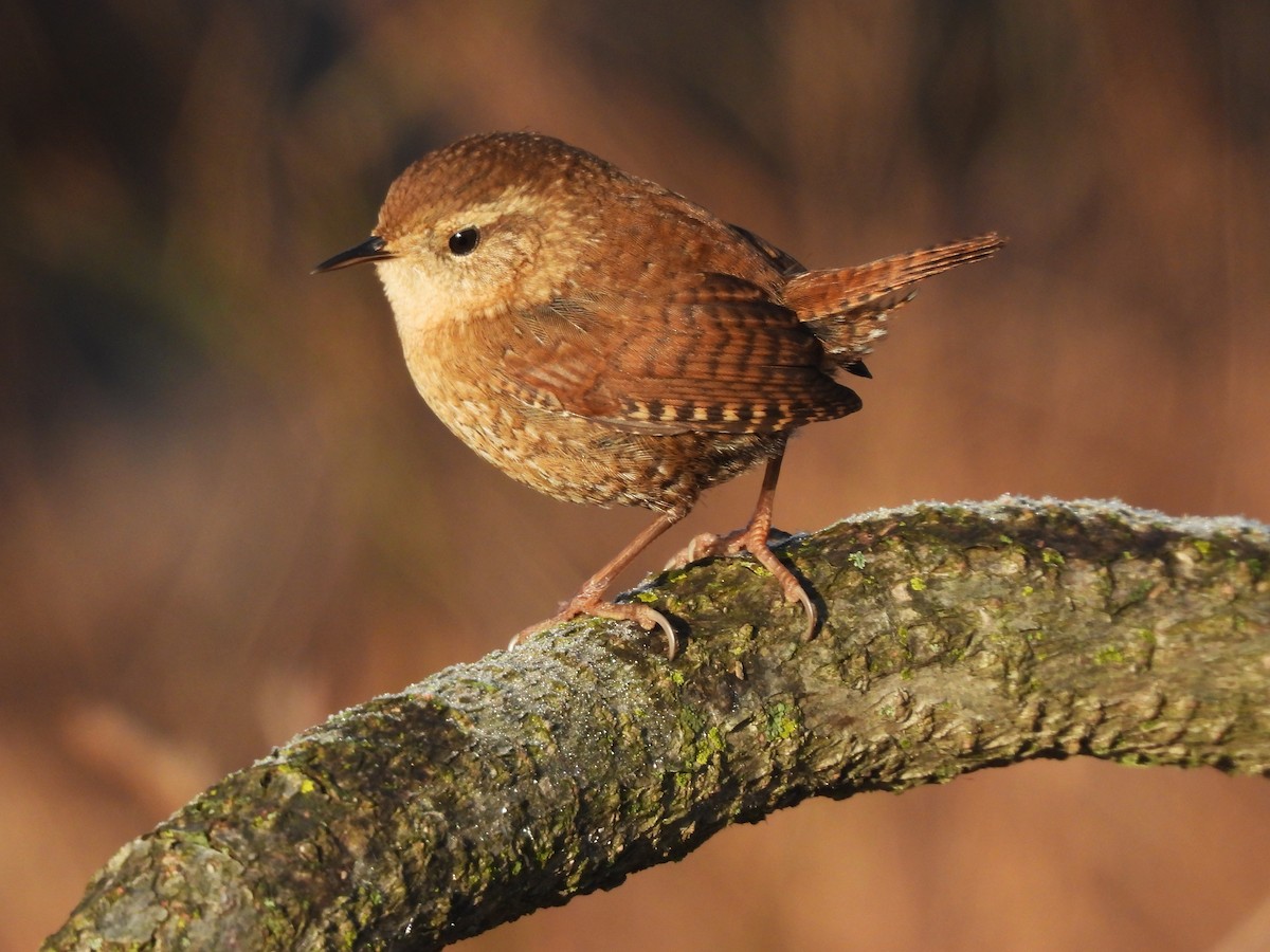 Winter Wren - ML646540396