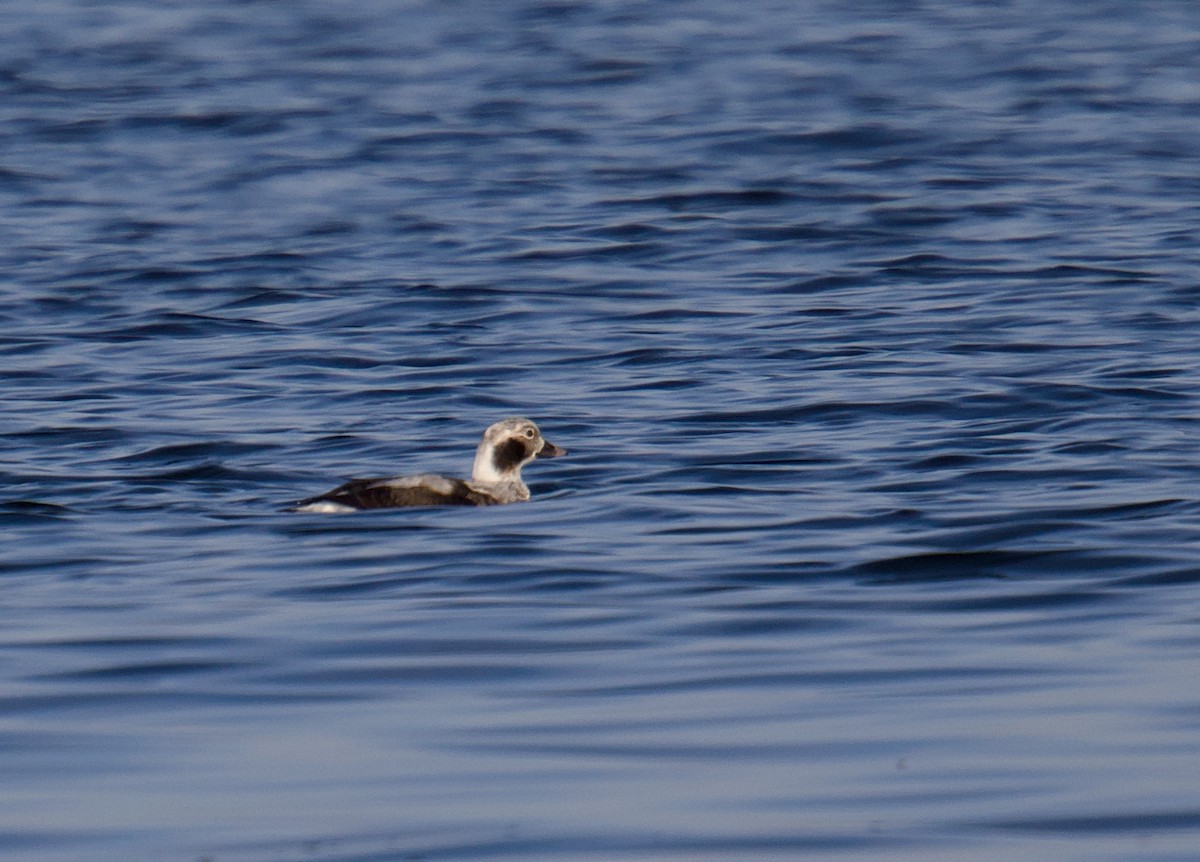 Морянка - ML646540399