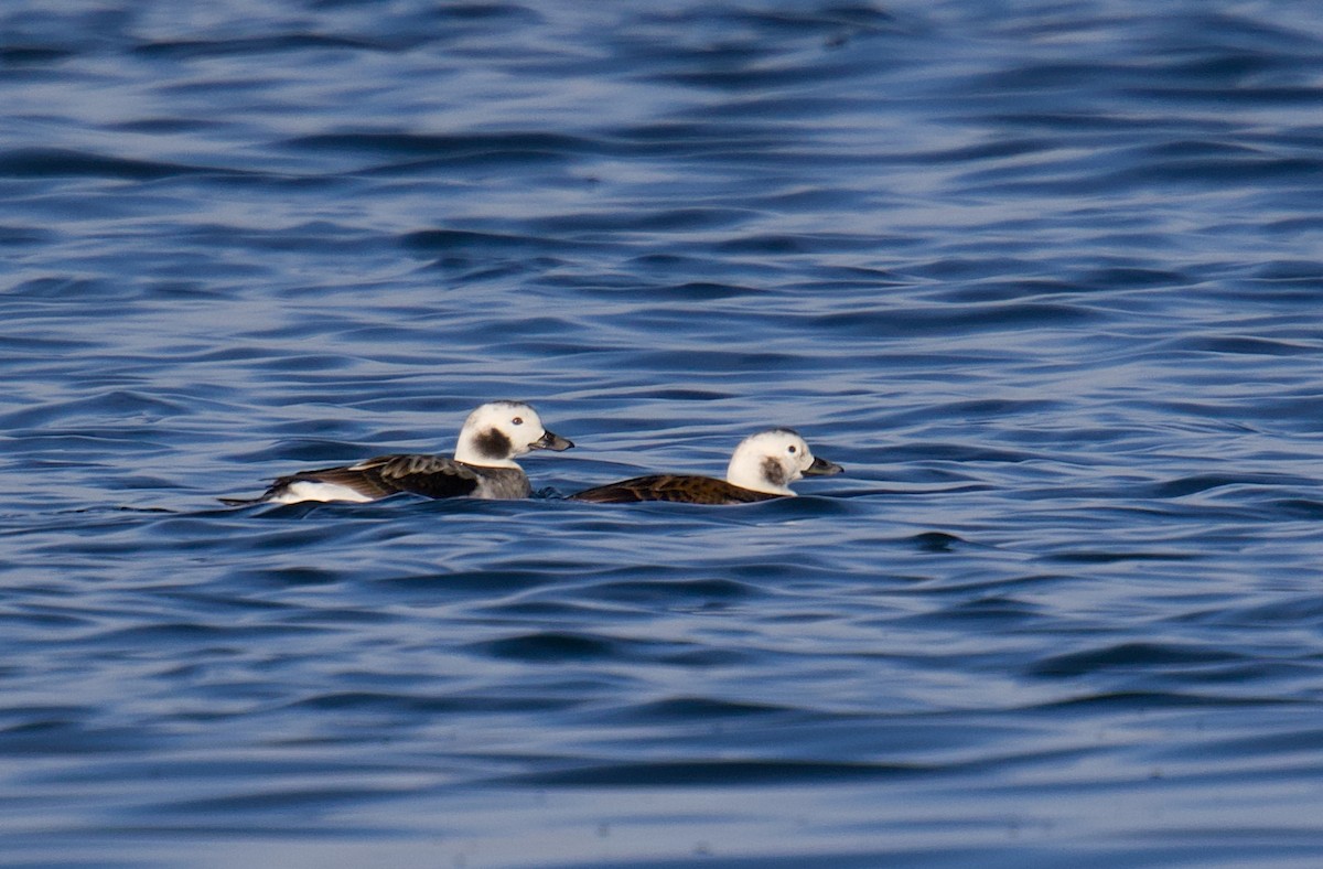 Морянка - ML646540400