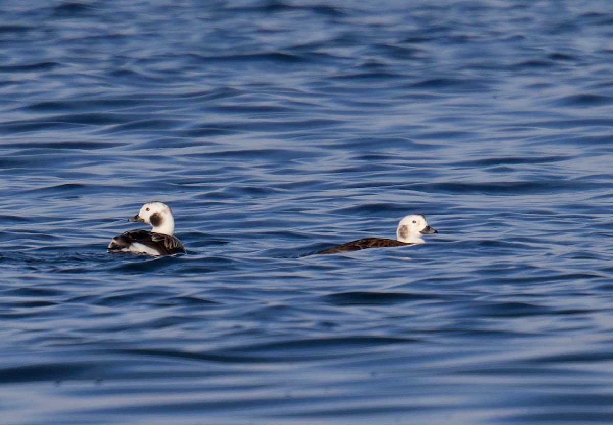 Морянка - ML646540401