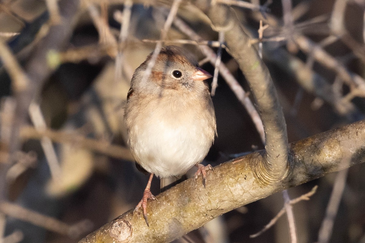 Field Sparrow - ML646540402