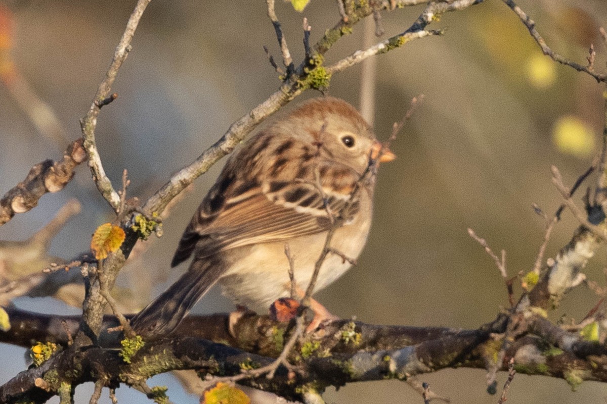 Field Sparrow - ML646540403