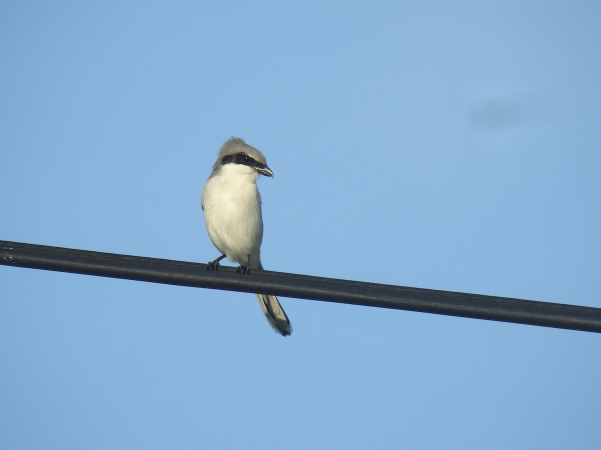 Loggerhead Shrike - ML646540408