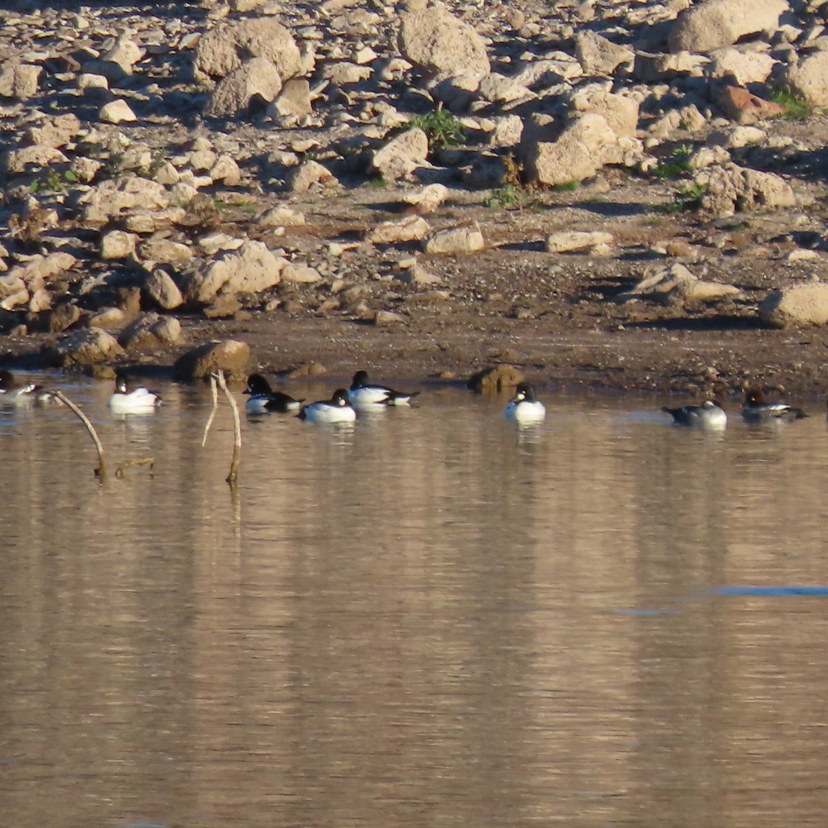 ホオジロガモ - ML646540409