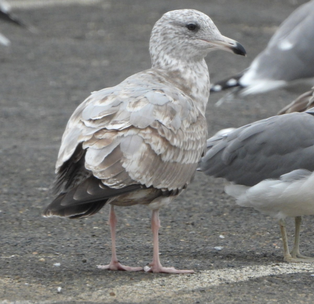 American Herring Gull - ML646540414