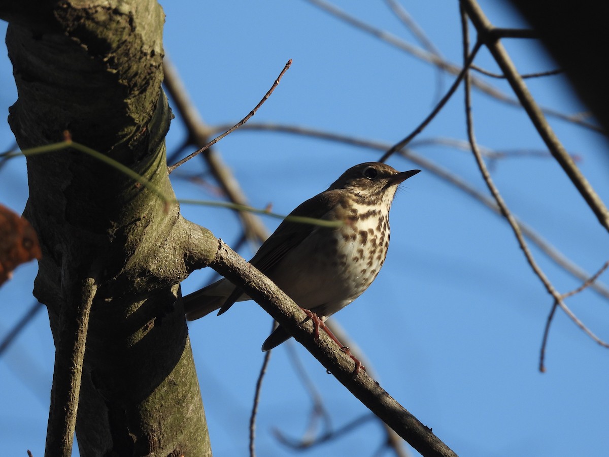 Hermit Thrush - ML646540438