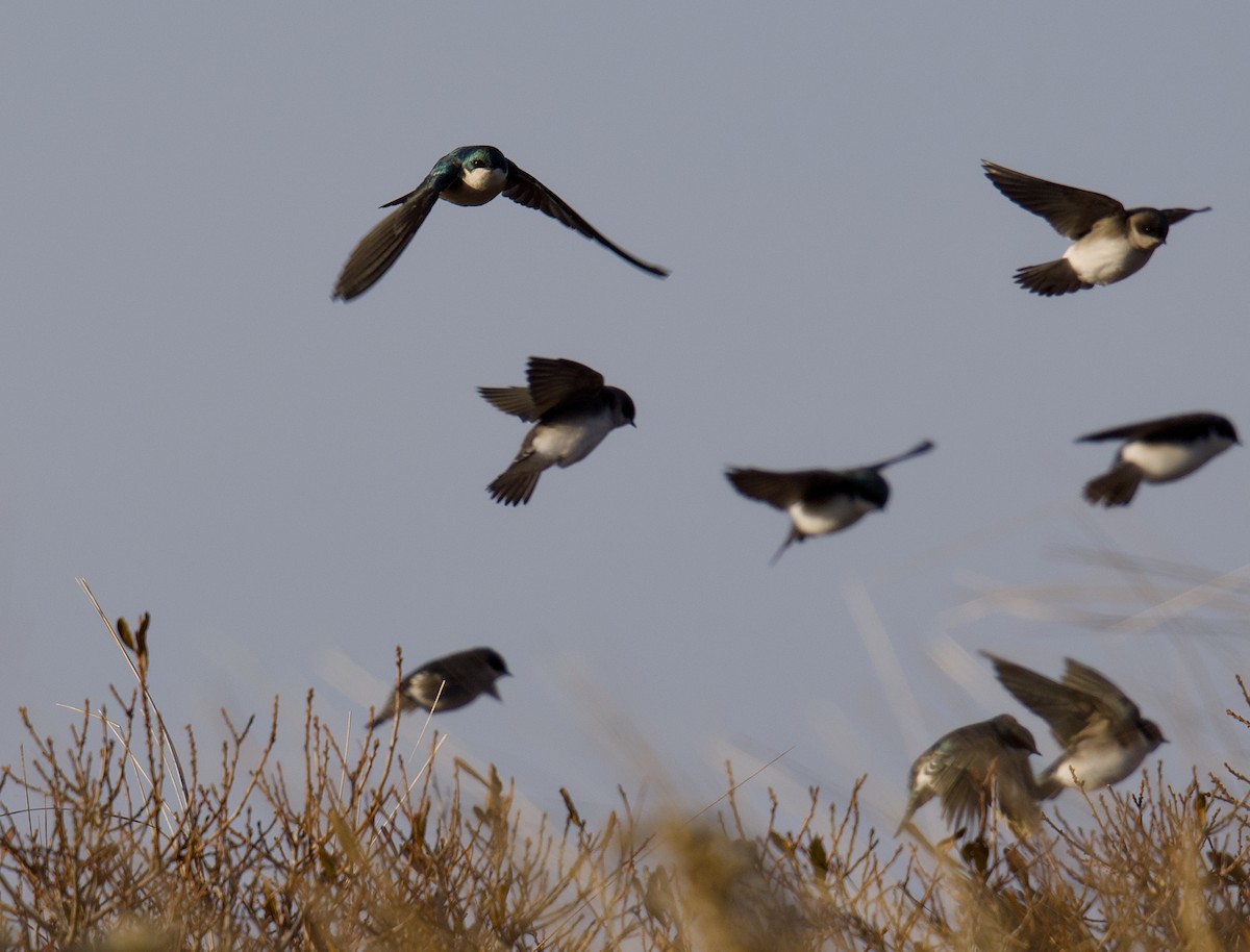 Білозорка річкова - ML646540439