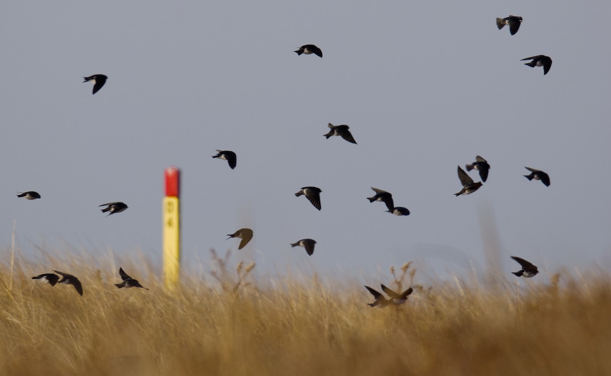 Білозорка річкова - ML646540444