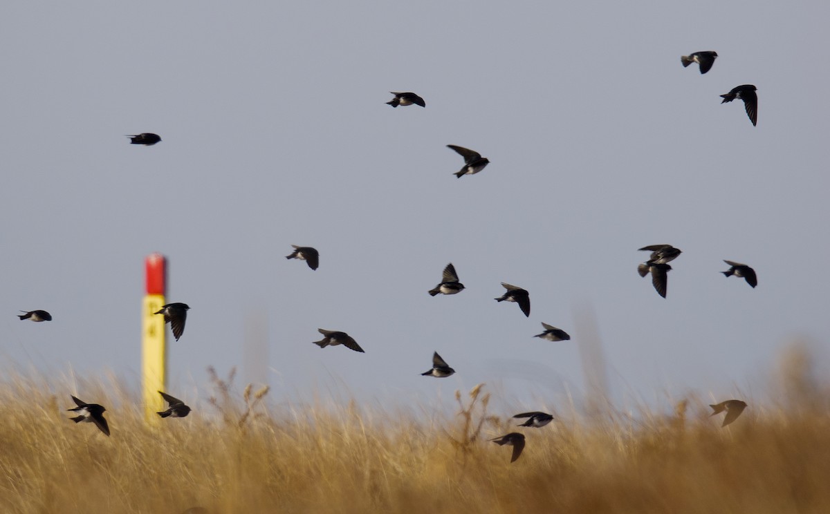 Білозорка річкова - ML646540445