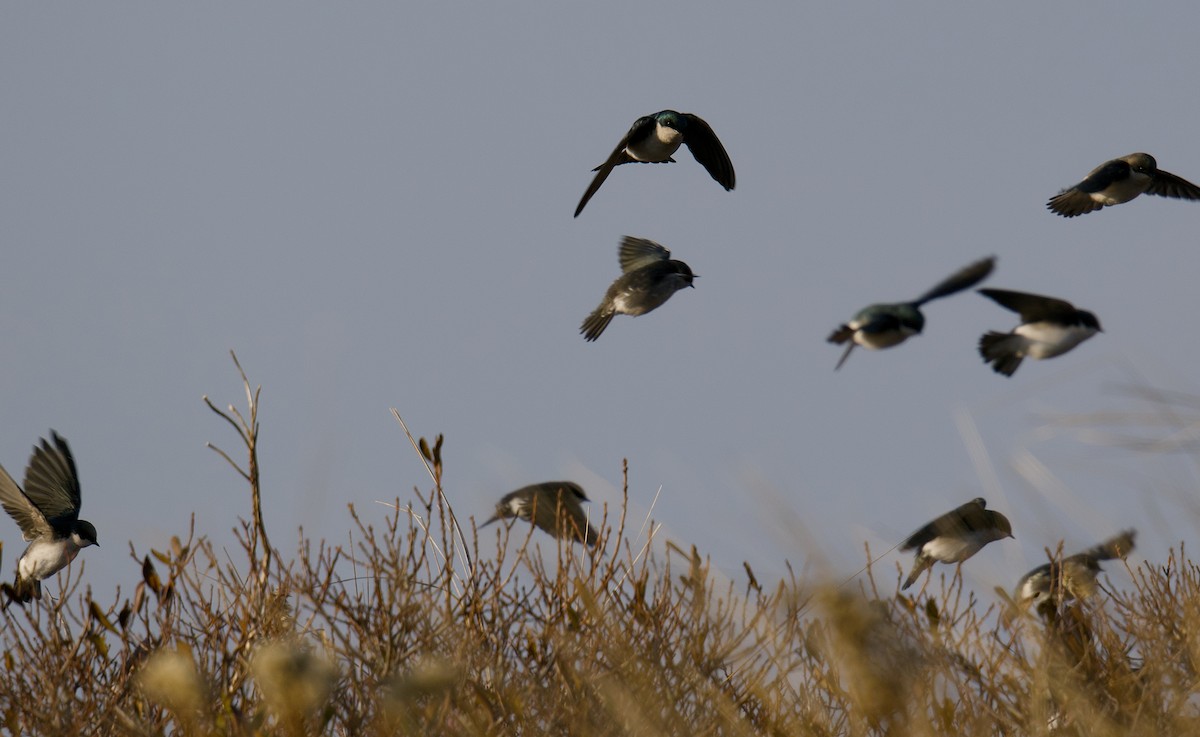 Білозорка річкова - ML646540446