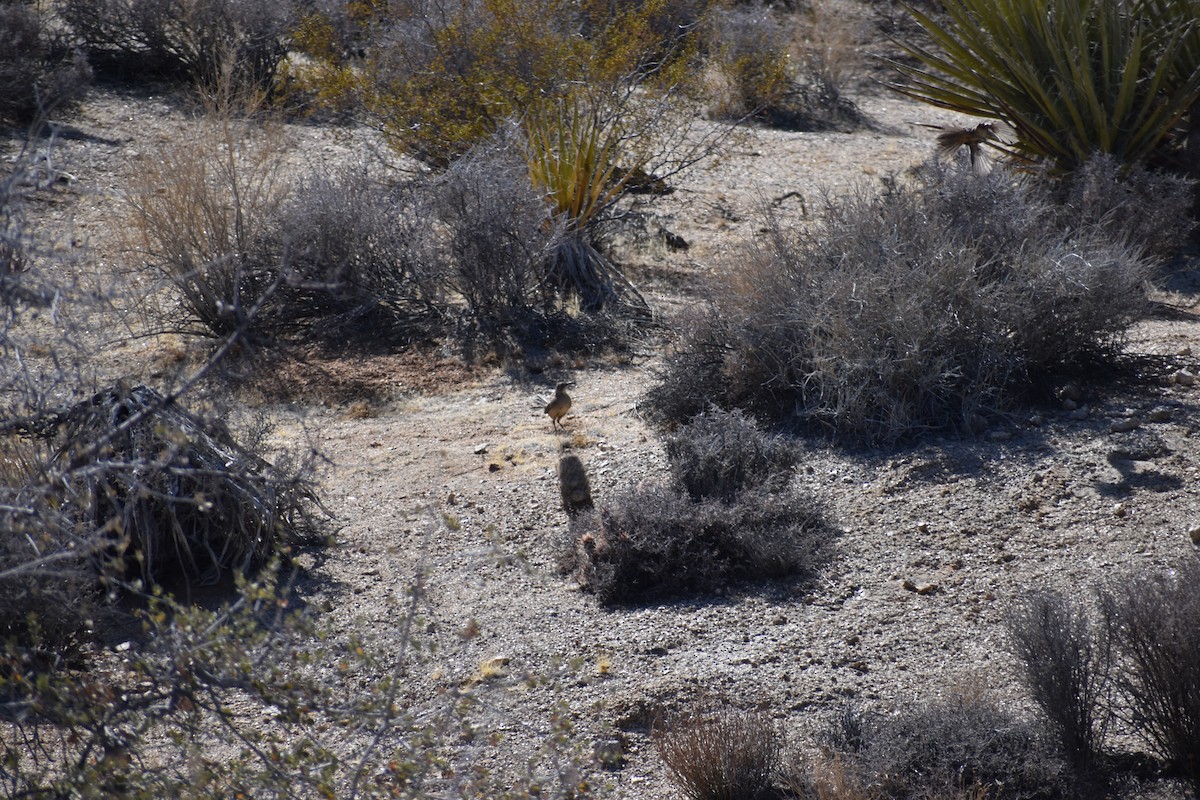 California Thrasher - ML646540447