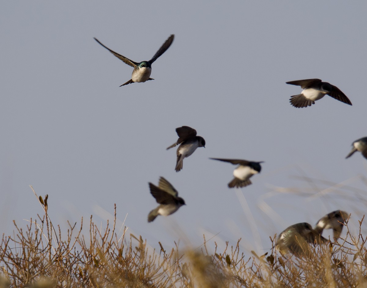 Білозорка річкова - ML646540448