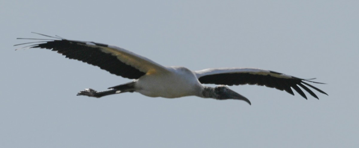 Waldstorch - ML646540453