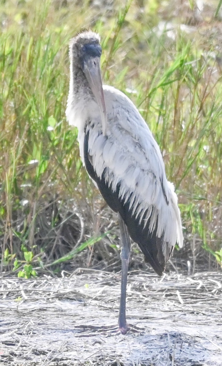 Waldstorch - ML646540454