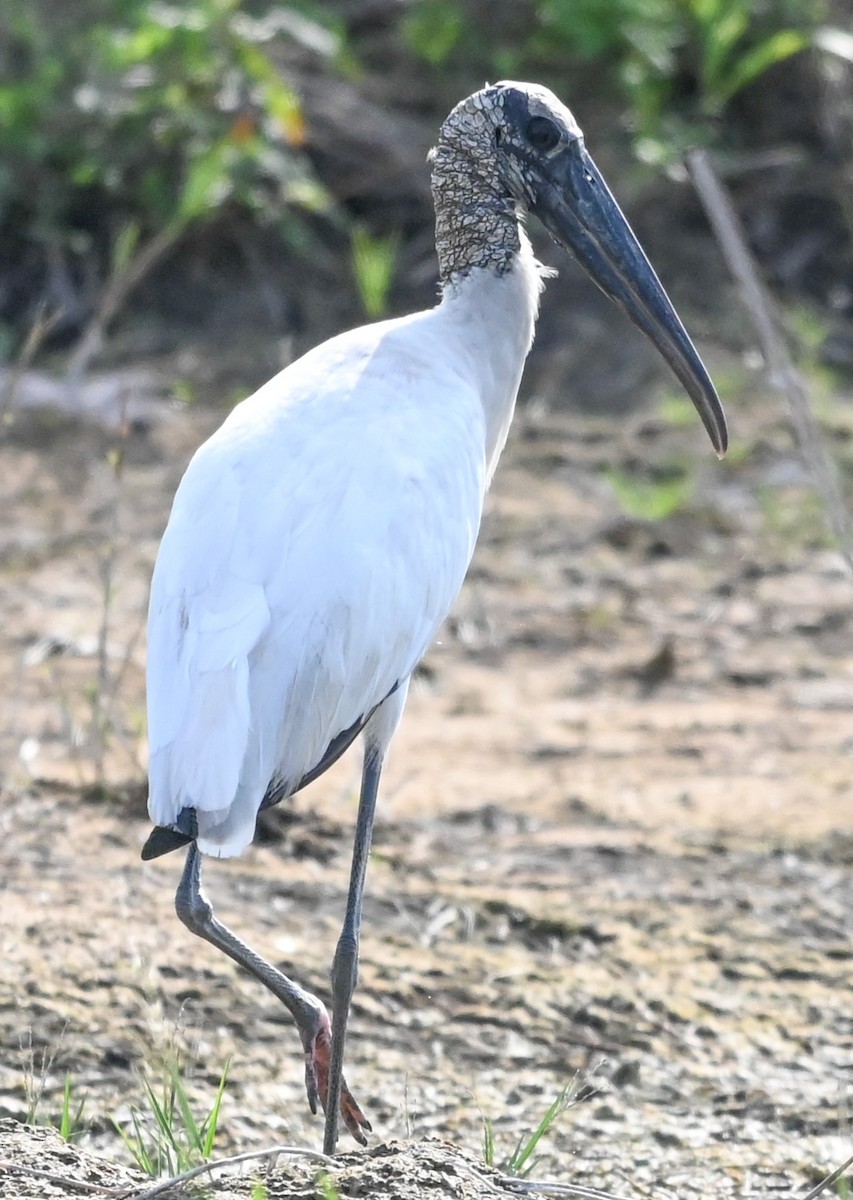 Waldstorch - ML646540455