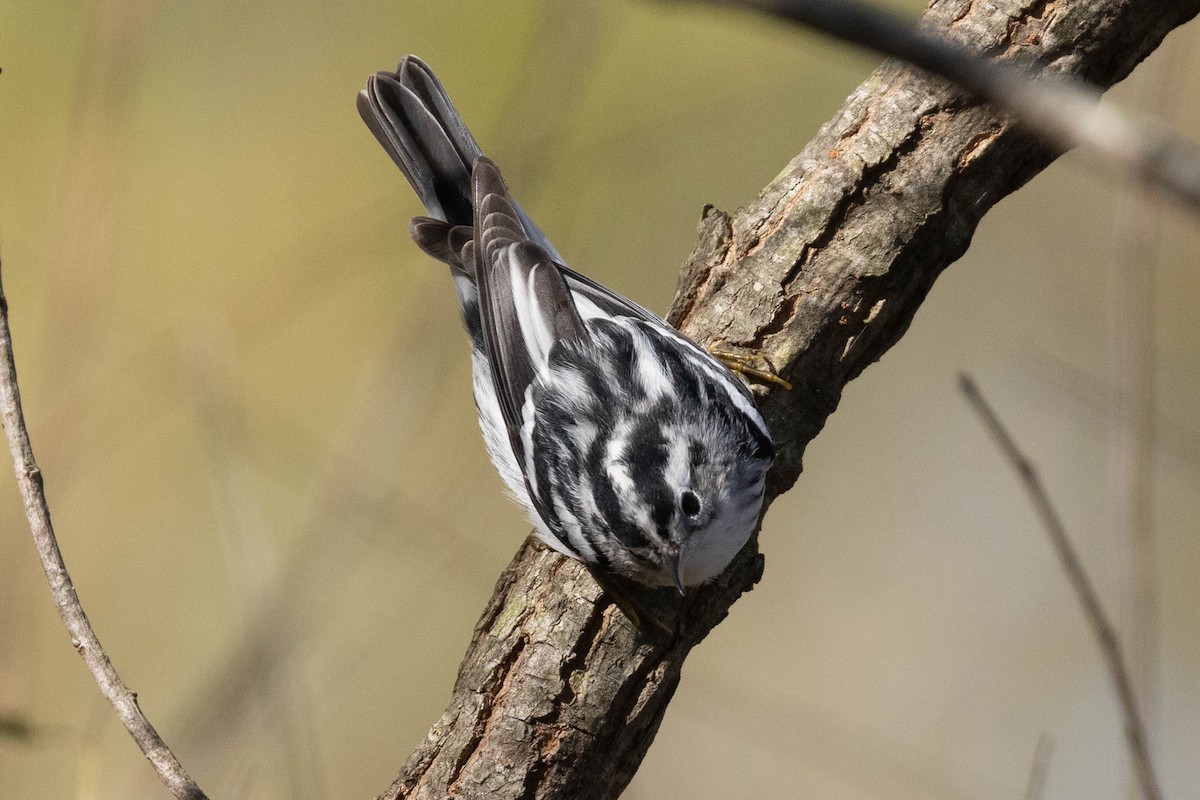 Paruline noir et blanc - ML646540456