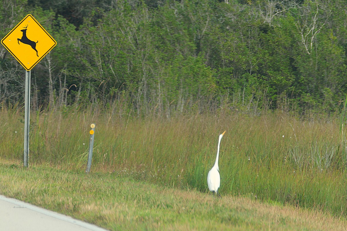 Great Egret - ML646540457