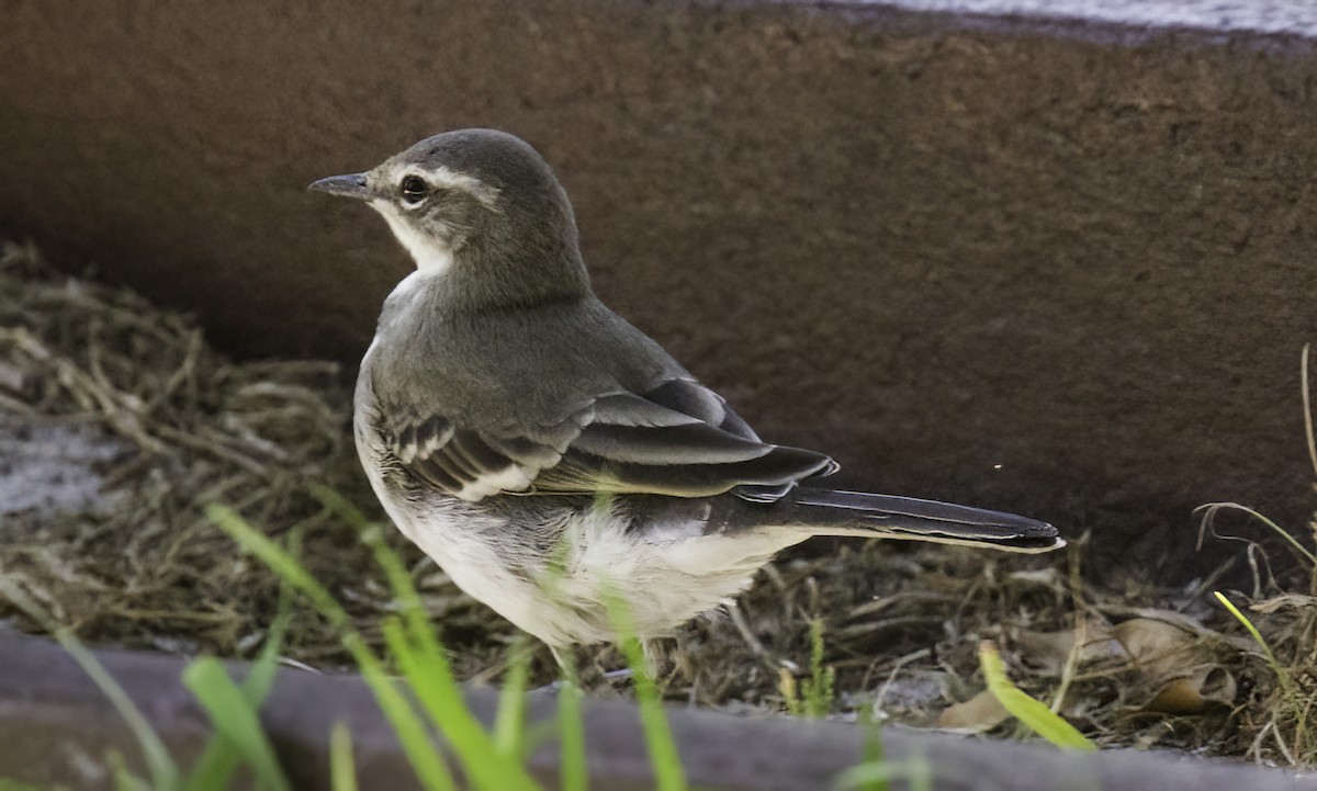 Капская трясогузка - ML646540459