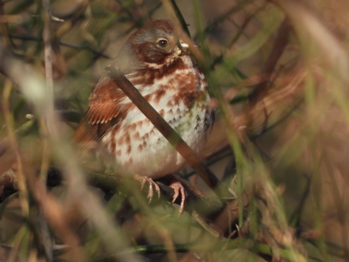 Fox Sparrow - ML646540460