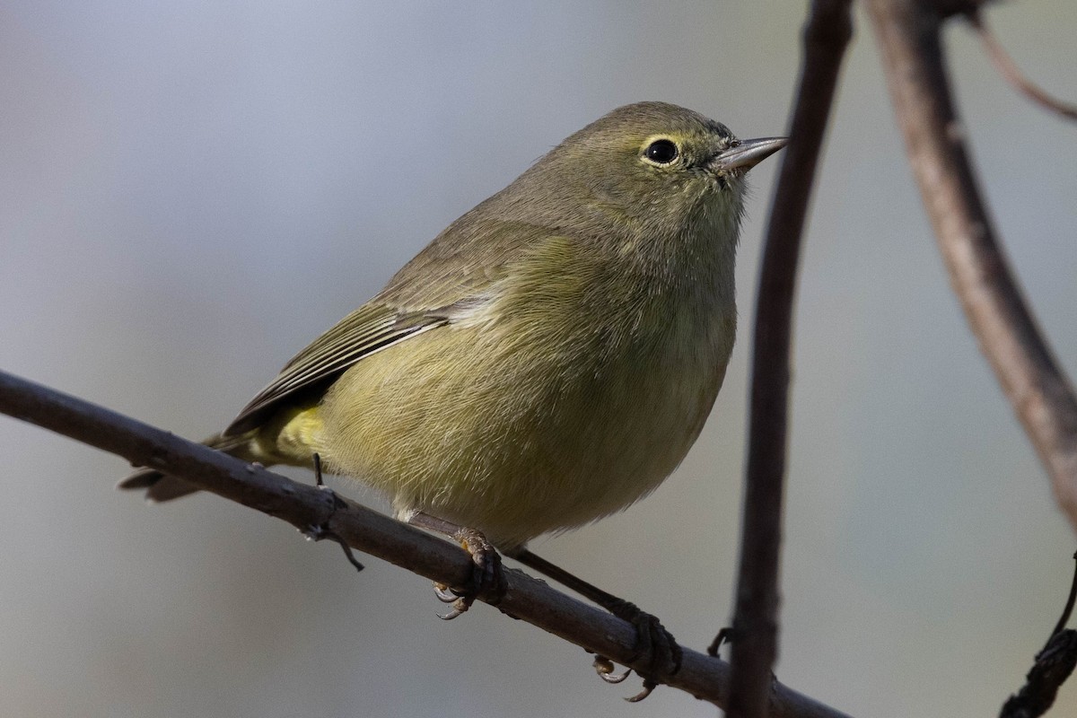 Orange-crowned Warbler - ML646540461