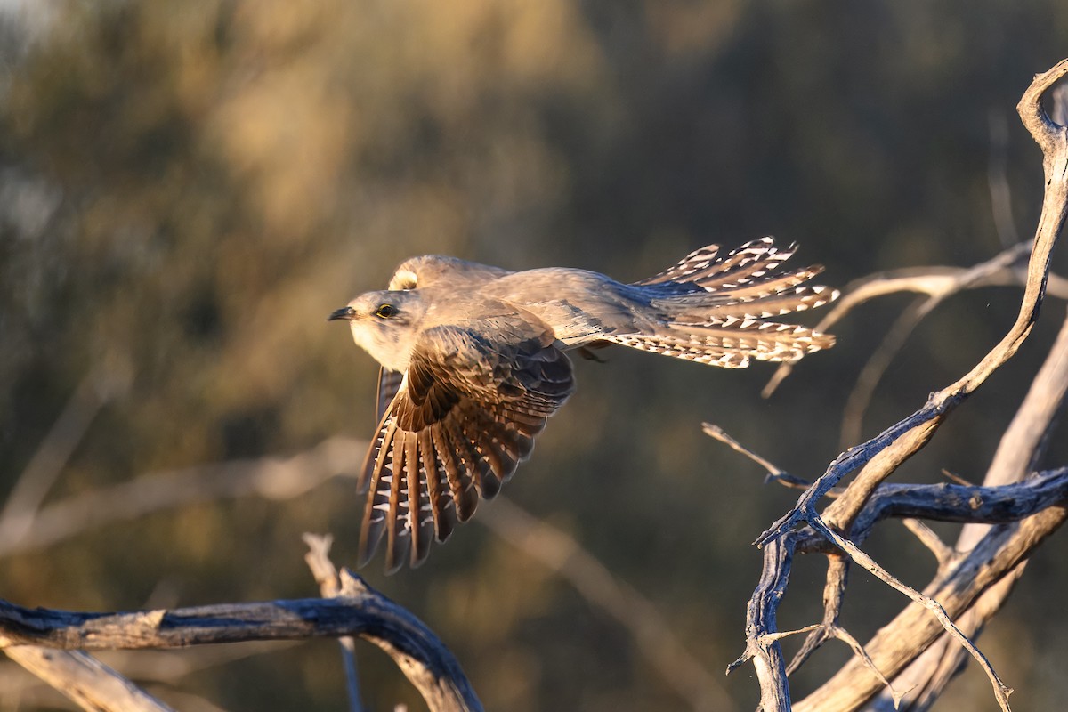 Pallid Cuckoo - ML646540463