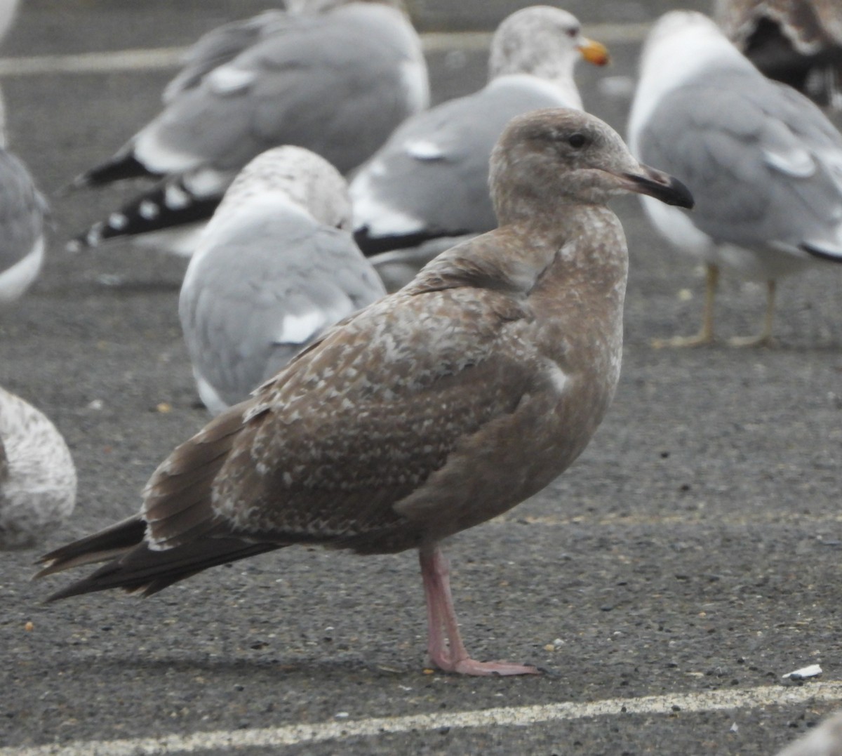 American Herring Gull - ML646540466