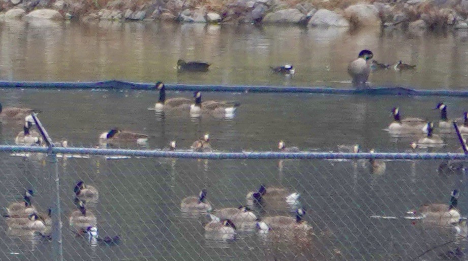 Greater White-fronted Goose - ML646540467