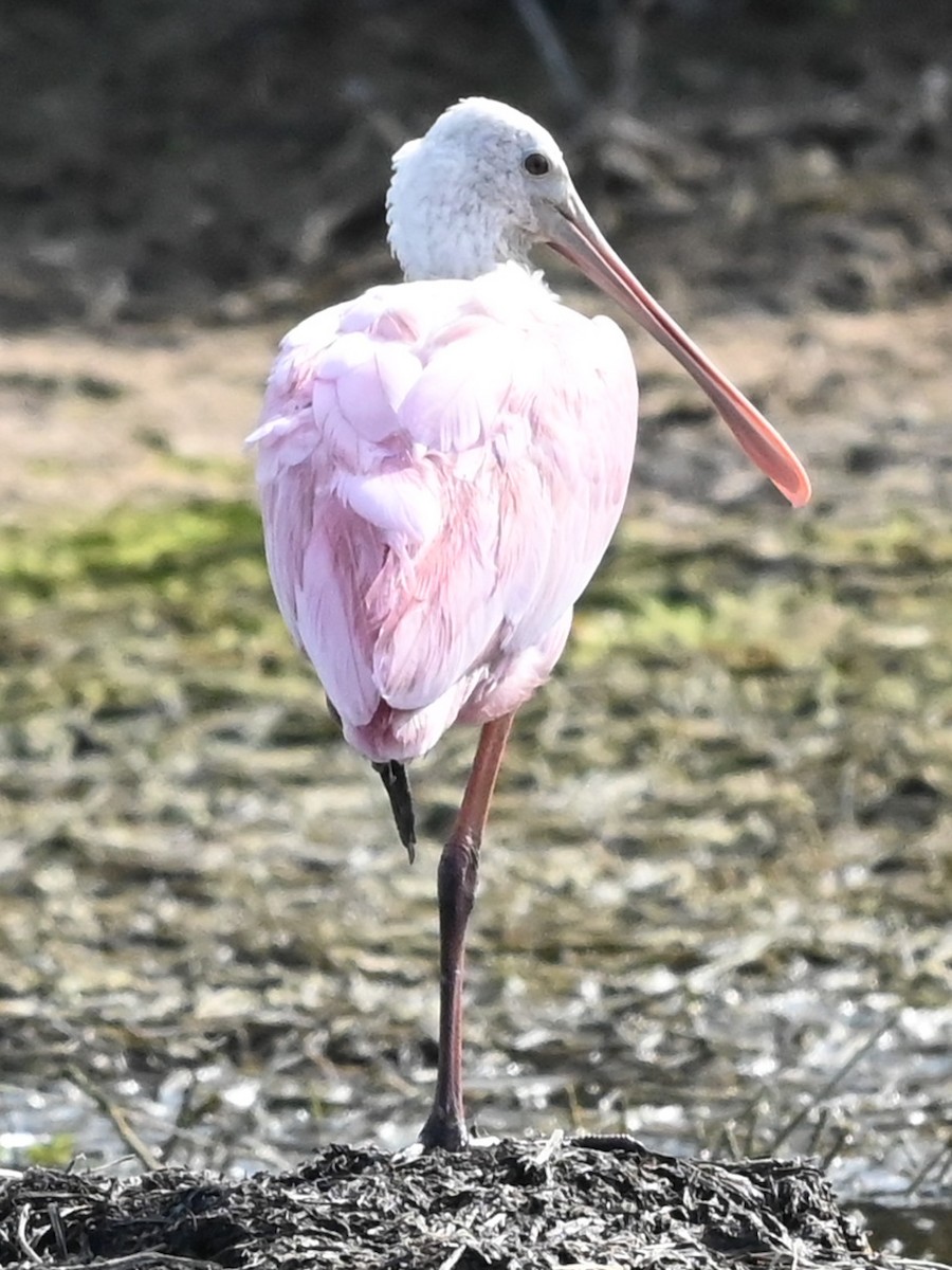 Espátula Rosada - ML646540468