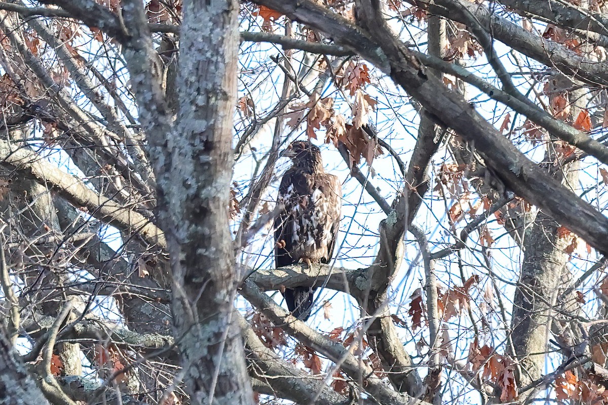 hvithodehavørn - ML646540469