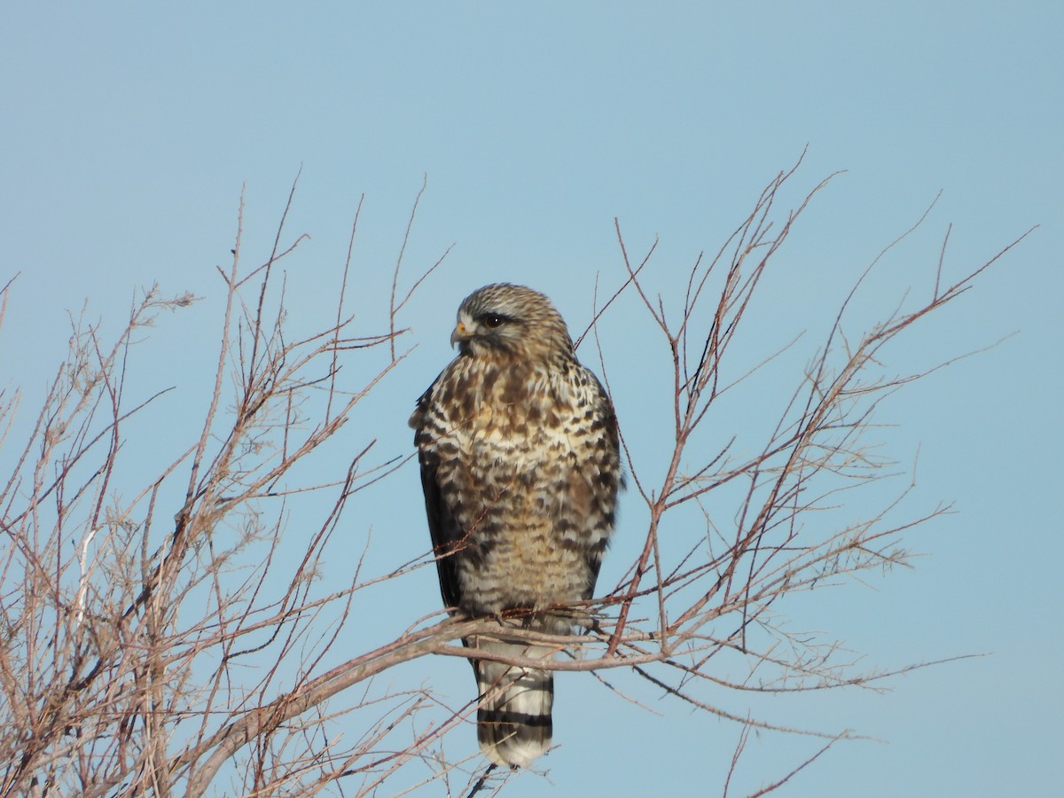 עקב מכנסיים - ML646540470