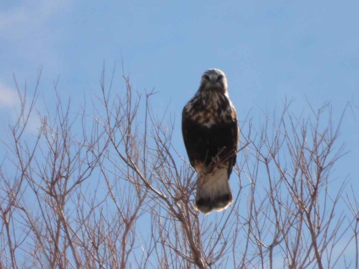 עקב מכנסיים - ML646540471