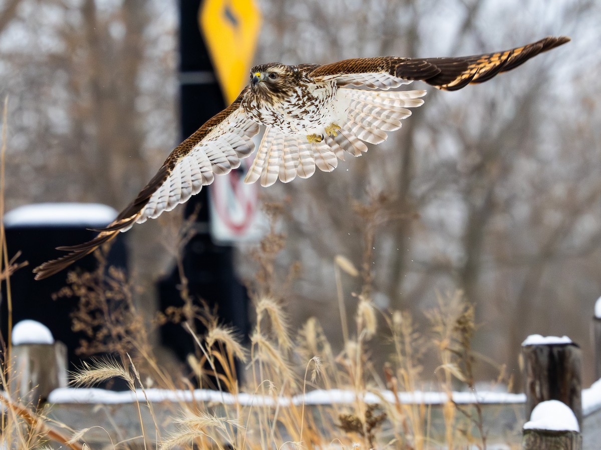 Red-shouldered Hawk - ML646540472