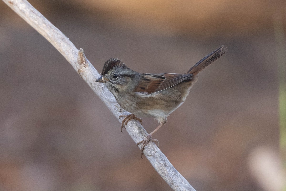 Swamp Sparrow - ML646540474