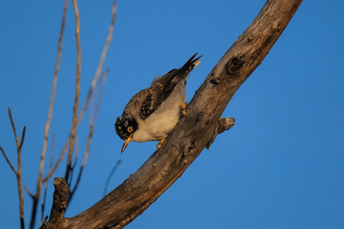 Varied Sittella (Black-capped) - ML646540476
