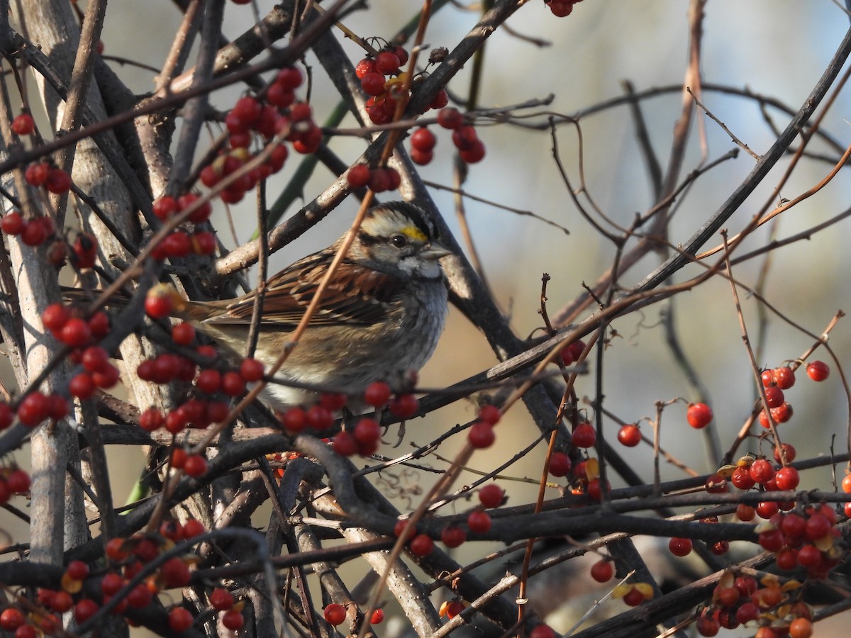 White-throated Sparrow - ML646540478