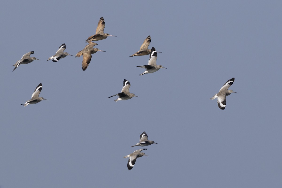 vodouš břehoušovitý - ML646540479