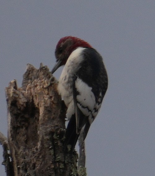 Red-headed Woodpecker - ML646540480