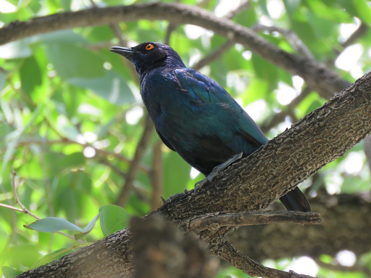 Cape Starling - ML646540483