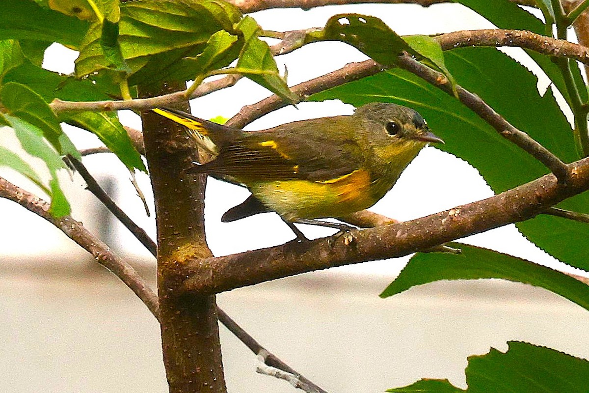 American Redstart - ML646540484