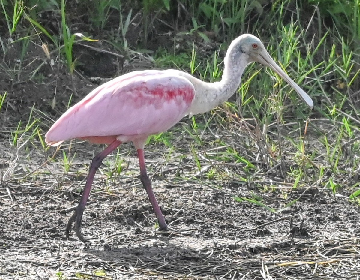 Espátula Rosada - ML646540485