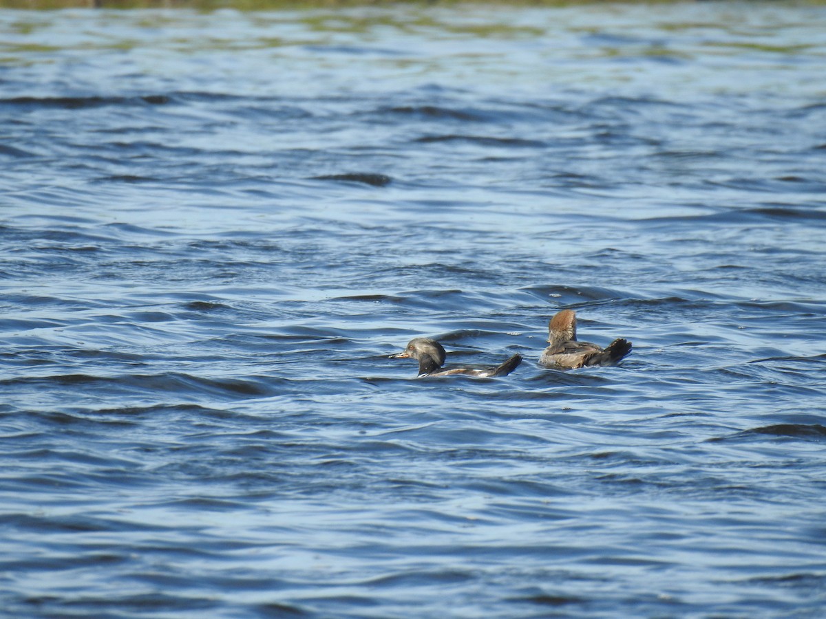 Hooded Merganser - ML646540486