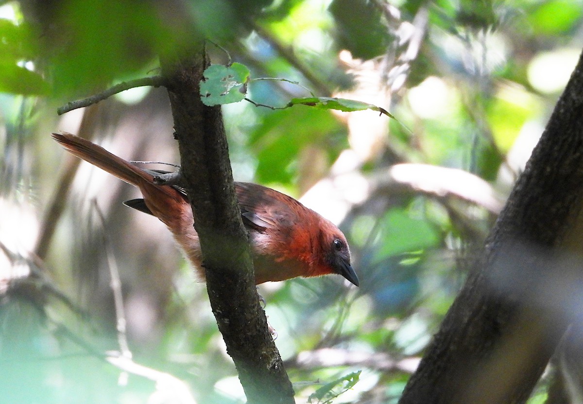 Red-throated Ant-Tanager - ML646540487