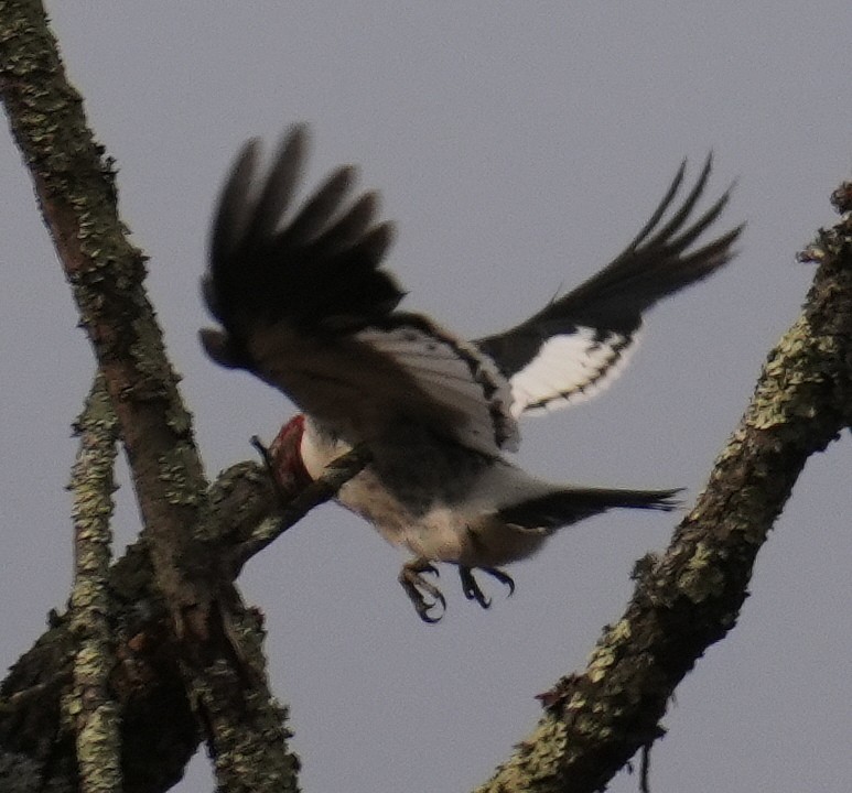 Red-headed Woodpecker - ML646540488