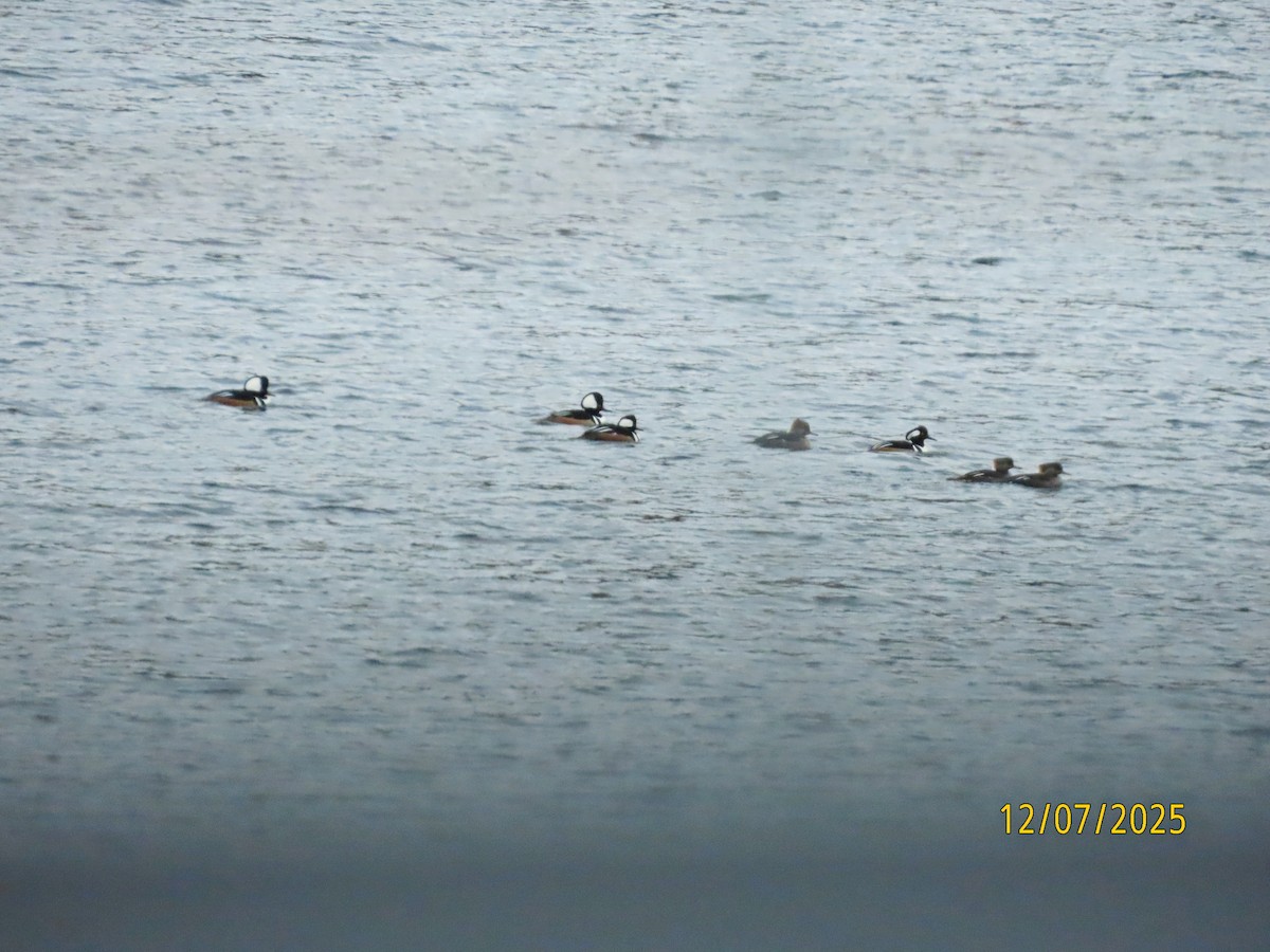 Крех жовтоокий - ML646540489