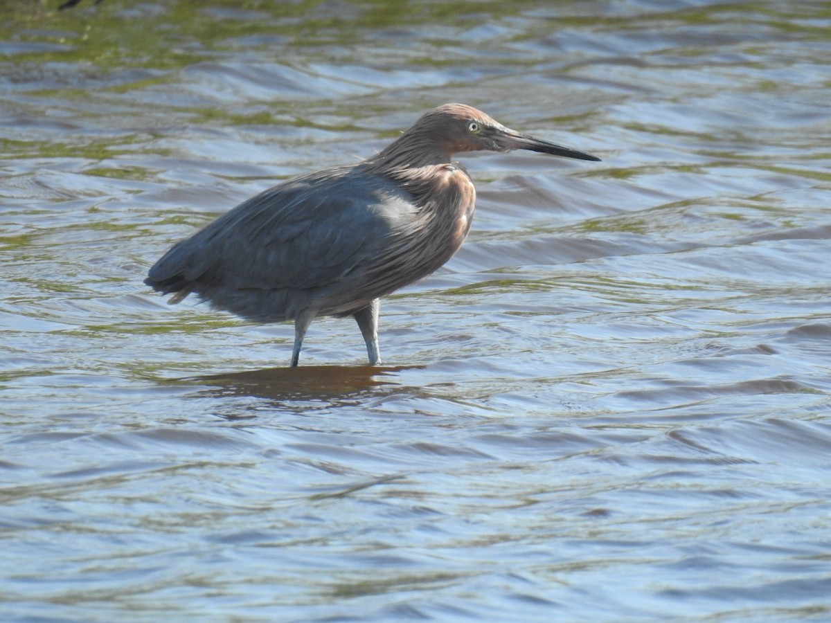 Reddish Egret - ML646540494