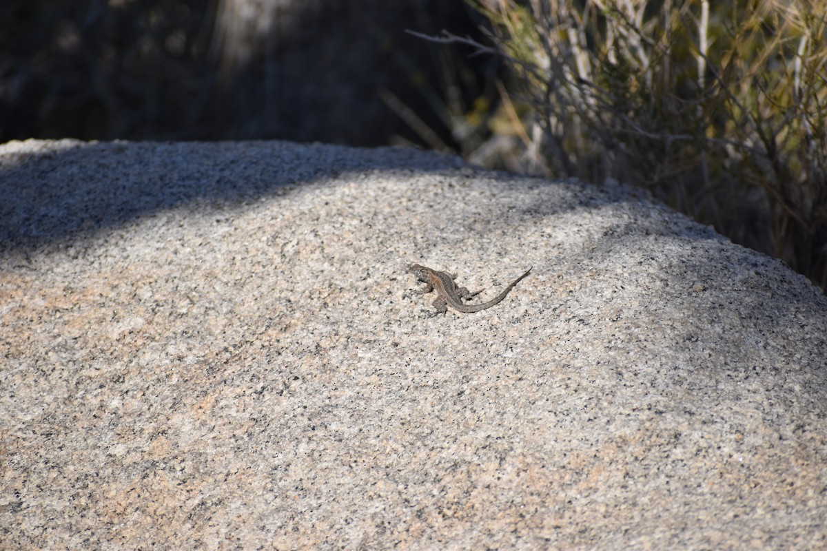 Western Side-blotched Lizard - ML646540496