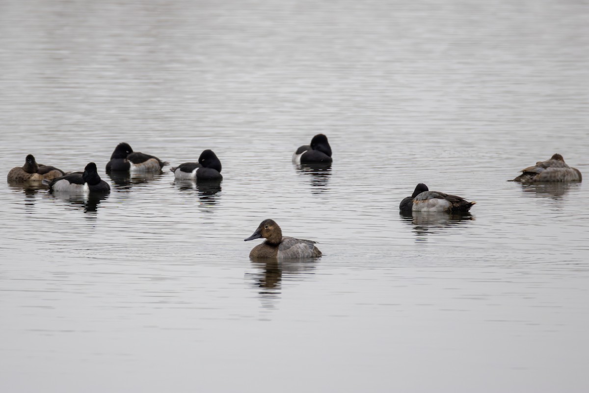Canvasback - ML646540499